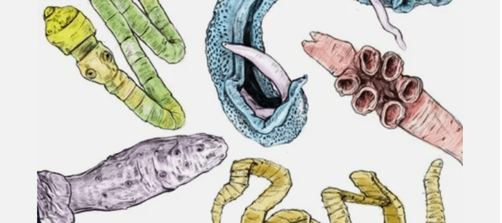 Human body parasites