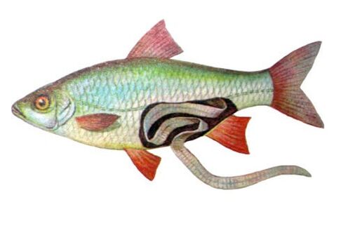 Fish as a cause of human infection by parasites.