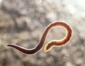 parasitic worm of humans