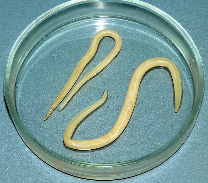 Intestinal worms that attack the human digestive system, lungs and heart.