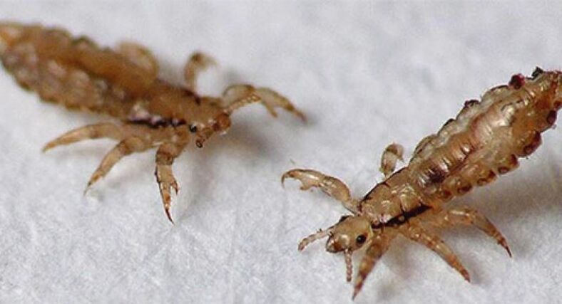 Lice are ectoparasites that cause lice.